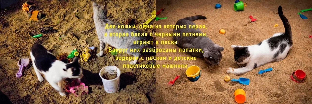 Кошки